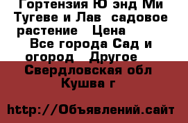 Гортензия Ю энд Ми Тугеве и Лав, садовое растение › Цена ­ 550 - Все города Сад и огород » Другое   . Свердловская обл.,Кушва г.